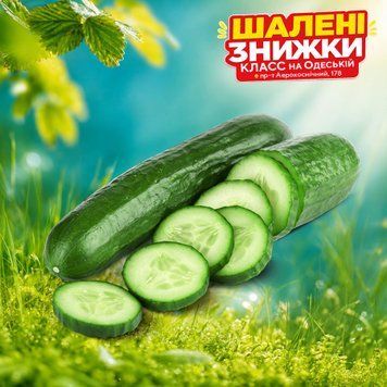 Огірок довгоплід гладкий тепл Україна 8/1215 фото